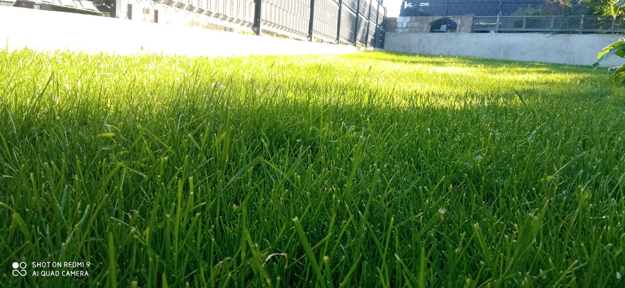 Gazon naturel ou artificiel : que choisir ? Rixheim